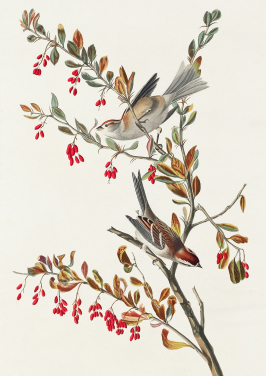 Tree Sparrow