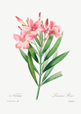 Oleander
