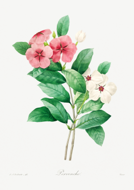 Periwinkle
