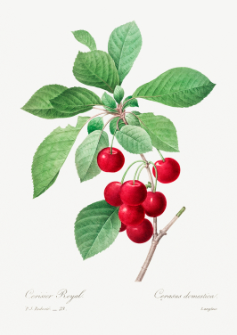 Red Cherry
