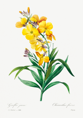 Wallflower