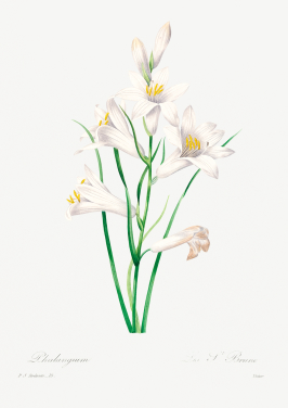 White Lily
