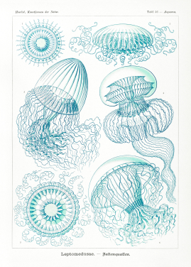 Filicinae–laubfarne From Kunstformen Der Natur 1904 Filicinae–laubfarne From Kunstformen Der Natur 1904