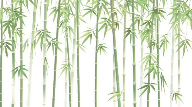 Green and White Bamboo