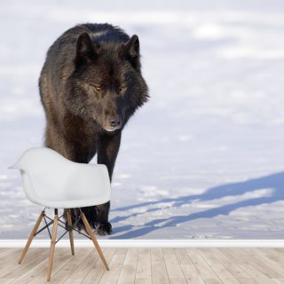 Schwarzer Wolf Walking In Schnee Tapete Wallsauce De