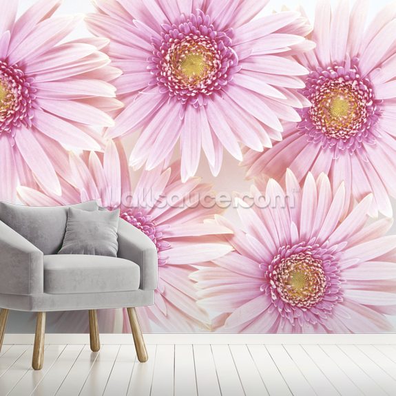 Pink Daisies Wall Mural Wallsauce US