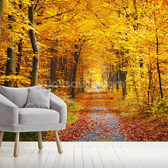 Autumn forest Wallpaper Mural Wallsauce UK
