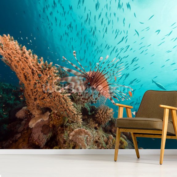 Lionfish Wallpaper | Wallsauce AU