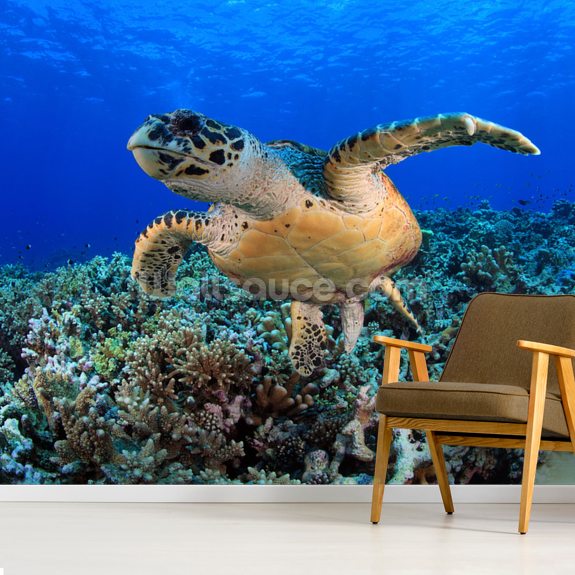 Sea Turtle in Tropical Waters Wallpaper Mural Wallsauce US