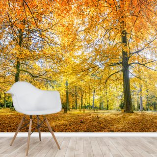 Herbstwald Panorama Wallpaper Wallsauce Ae