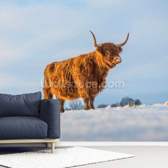 Highland Cow Wall Mural Wallsauce UK