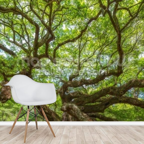 Angel Oak Tree Panoramic Wallpaper Mural | Wallsauce US
