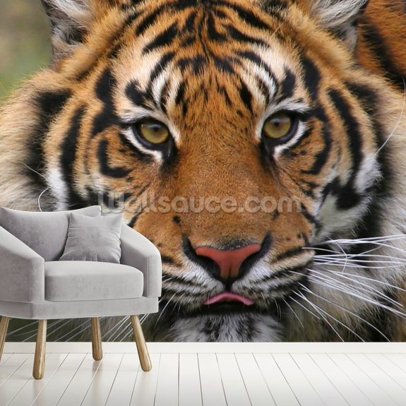 Tiger Close Up Wall Mural Wallsauce US