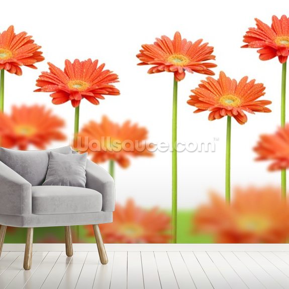 Orange Daisies Wallpaper Mural Wallsauce UK
