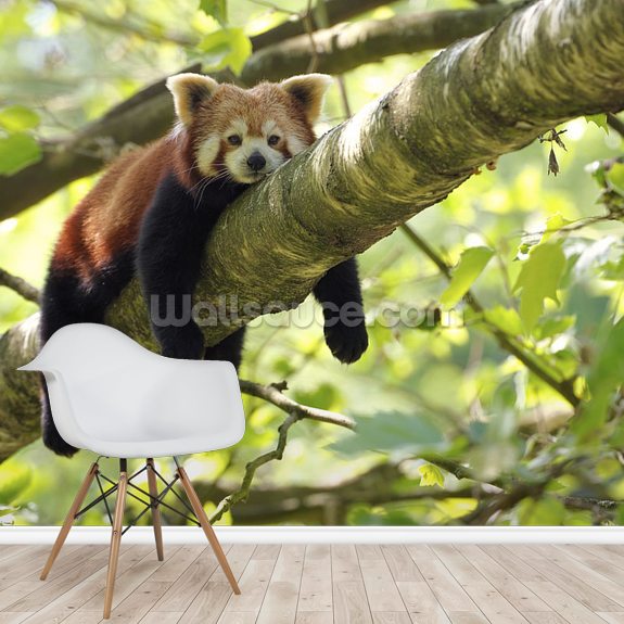 Tired Red Panda Wall Mural Wallsauce UK