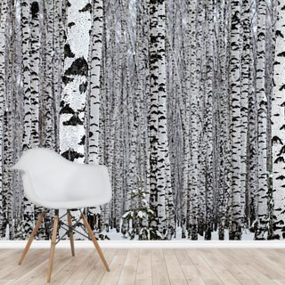 Silver Birch Wood Wallpaper Wallsauce Eu