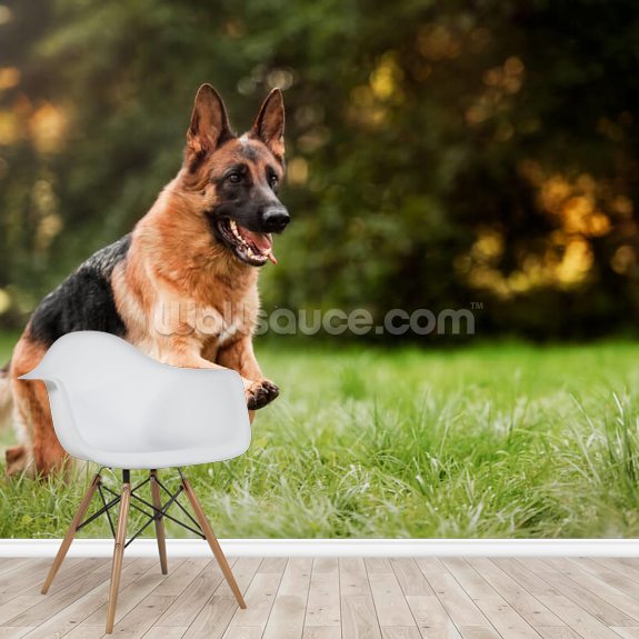 German Shepherd Wallpaper | Wallsauce AU