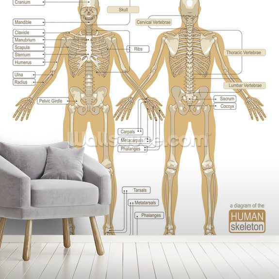 Diagram of the Human Skeleton Wallpaper Mural | Wallsauce AU