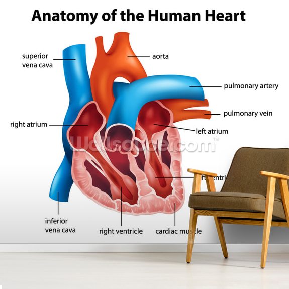Human Heart Anatomy Wallpaper Mural Wallsauce Us