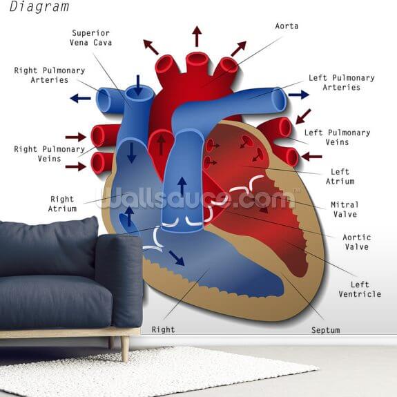 Human Heart Diagram Wallpaper Mural | Wallsauce UK