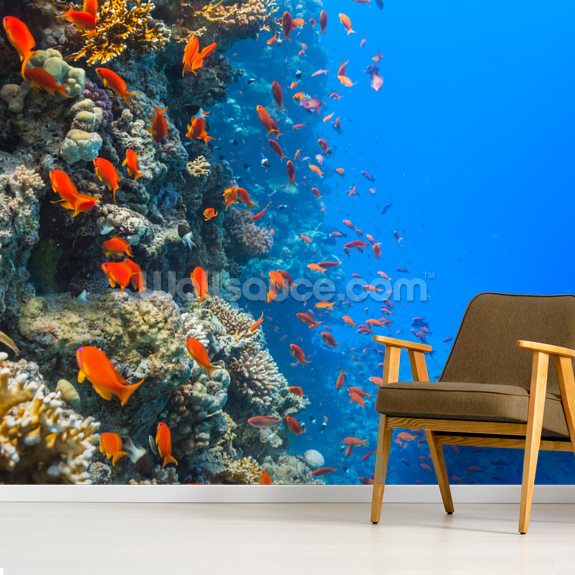 Coral Reef Society Wallpaper Mural Wallsauce CA