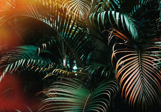 Palm Tree Wallpaper Stock Photos, Images and Backgrounds for Free Download