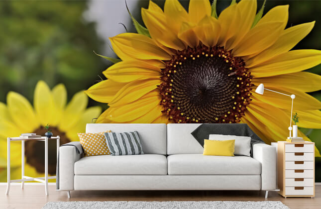 Sunflower Hintergrundbild