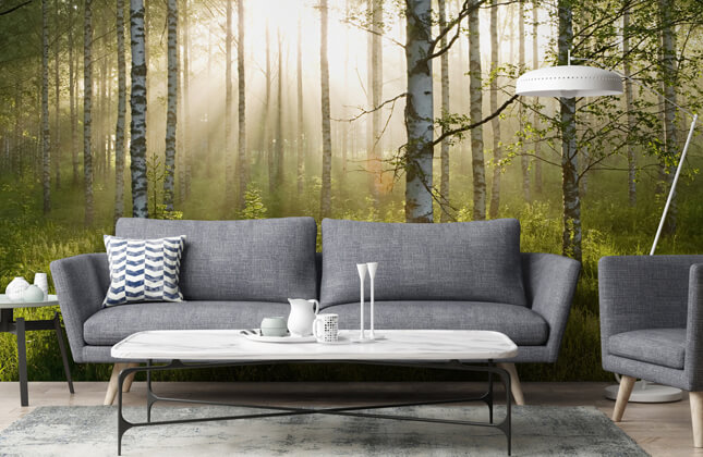 Birch Tree Wallpaper & Wall Murals | Wallsauce US Birch Tree Wallpaper & Wall Murals | Wallsauce US