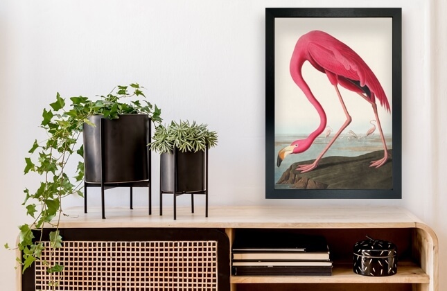 Birds of America Prints