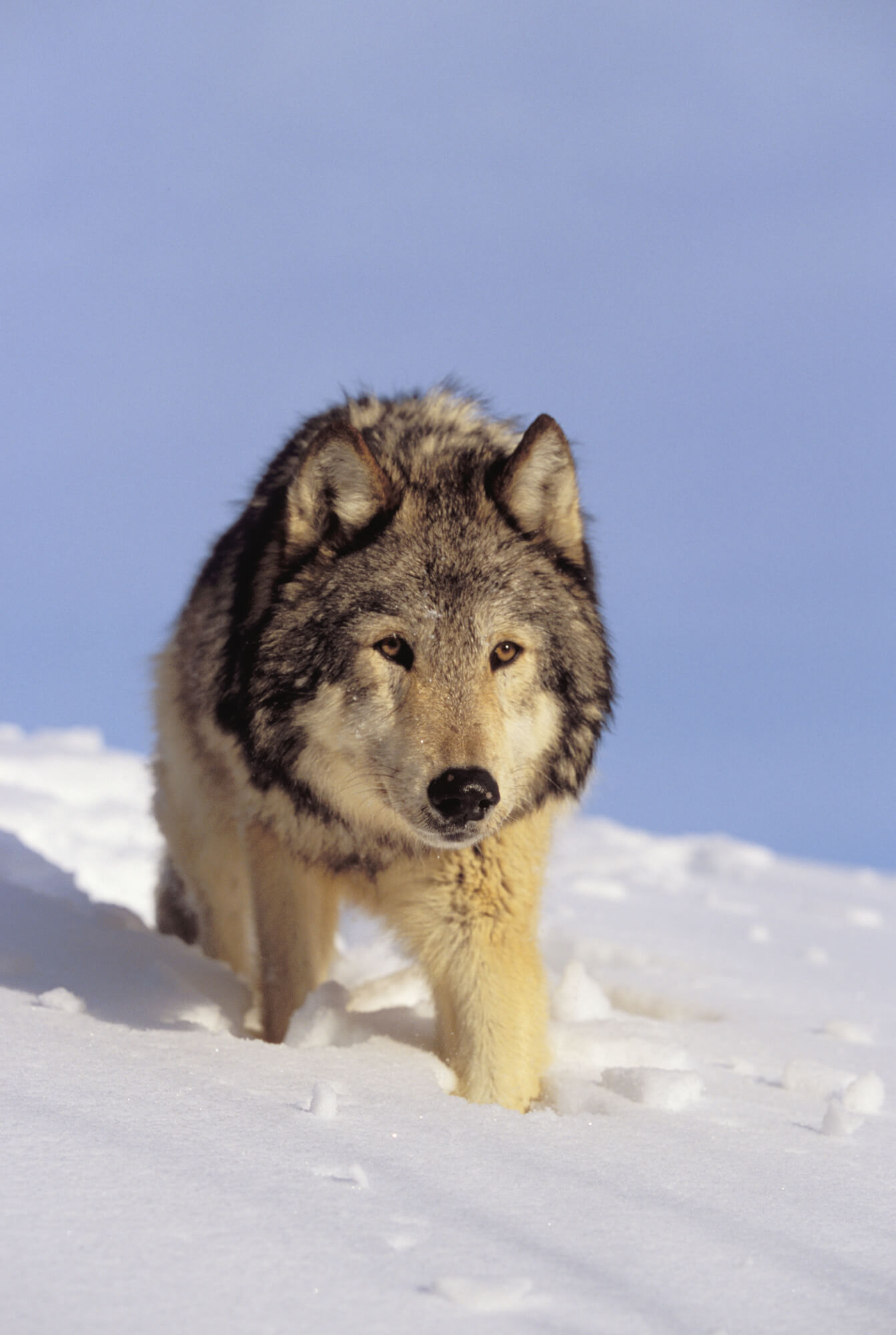 Gray Wolf Stalking Prey In Deep Winter Snow Wall Mural & Gray Wolf ...