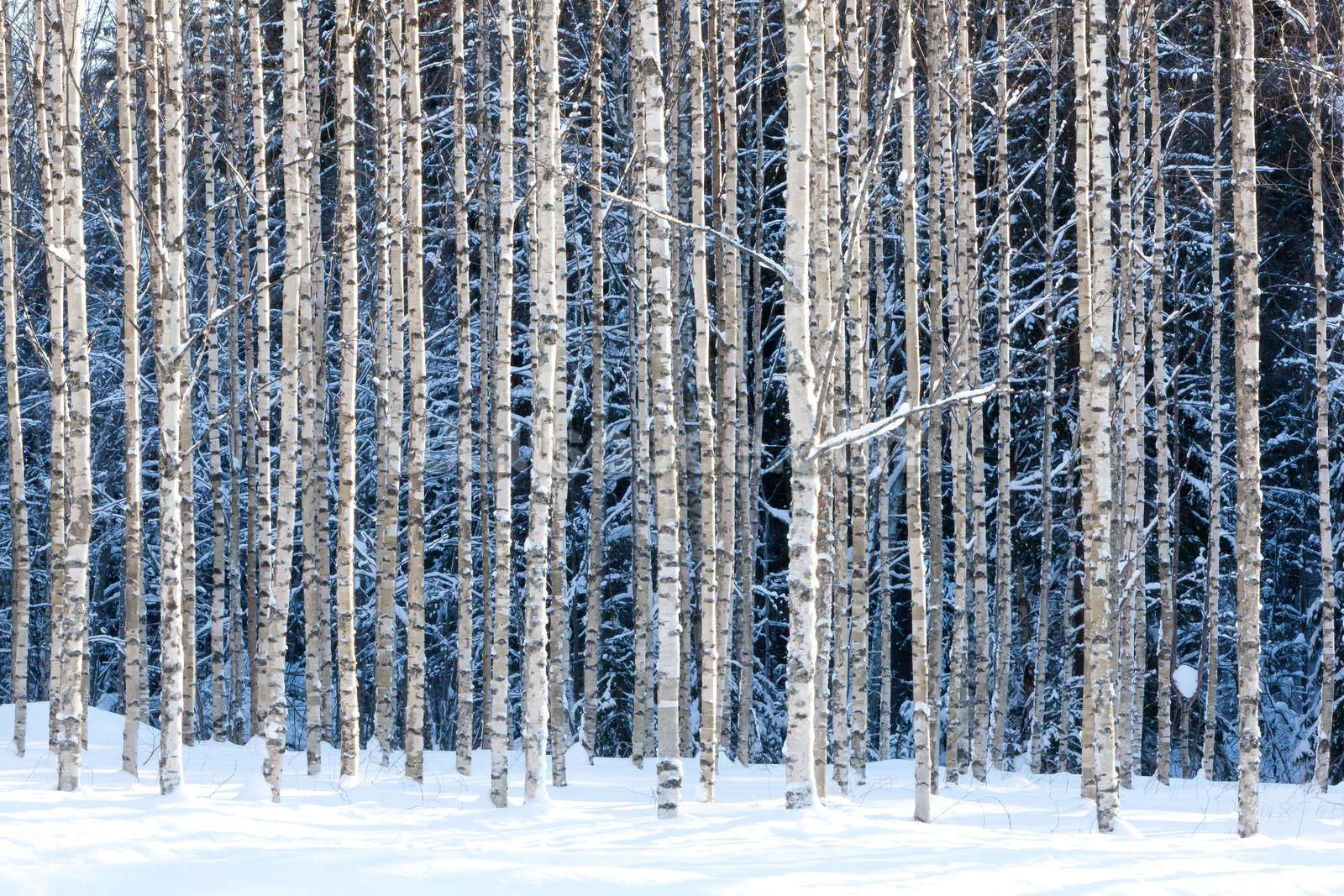 Snowy Birch Forest Wallpaper Mural Wallsauce NZ Snowy Birch Forest Wallpaper Mural Wallsauce NZ