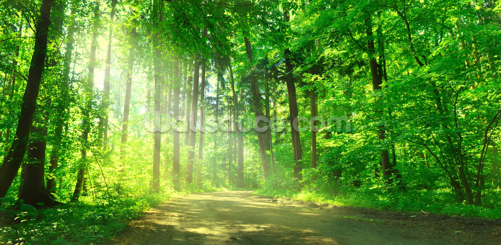 Forest Path in Sunshine Wallpaper Mural Wallsauce US Forest Path in Sunshine Wallpaper Mural Wallsauce US