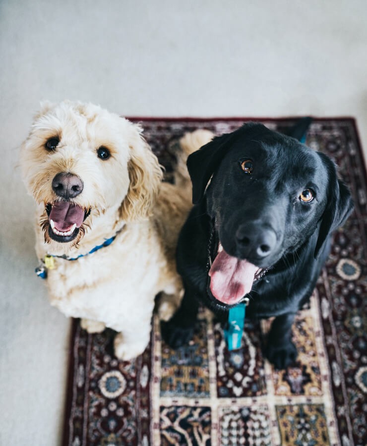 two cute dogs sat on rug