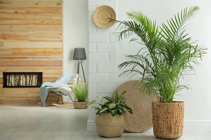 rattan baskets and wooden walls and plants