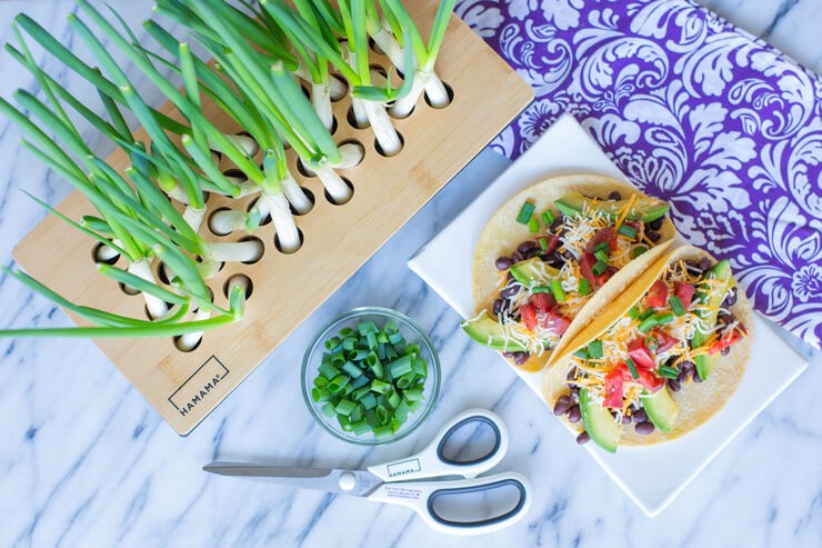 spring onions growing on table with tacos