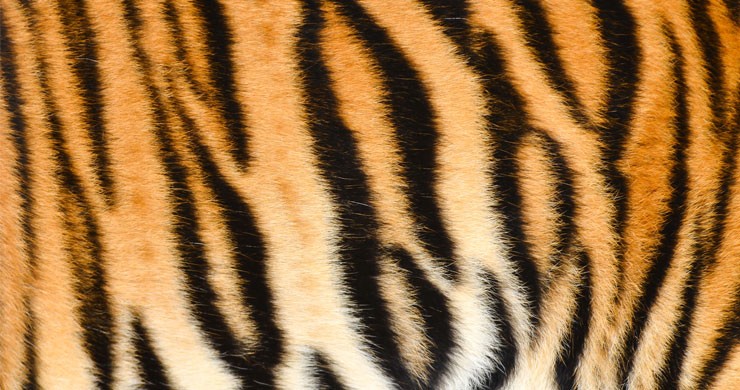 black and orange stripey tiger mural