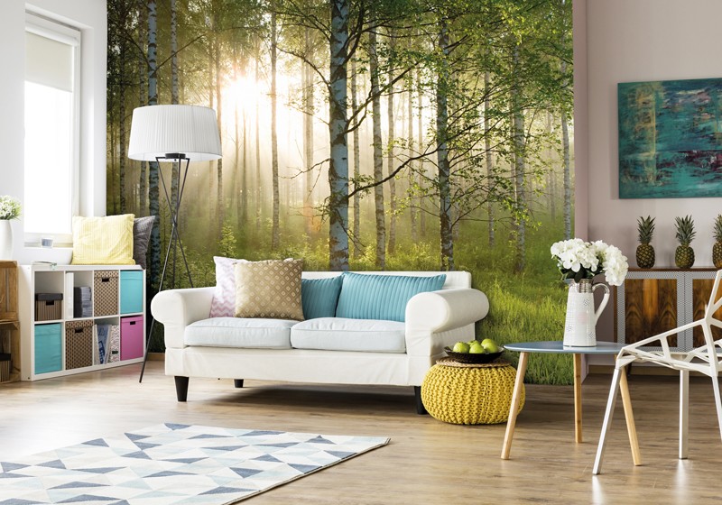 sunlit birch forest wallpaper in living room