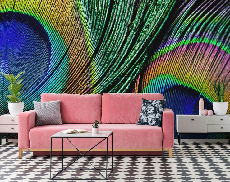 close up of colourful peacock feathers in pink and black lounge