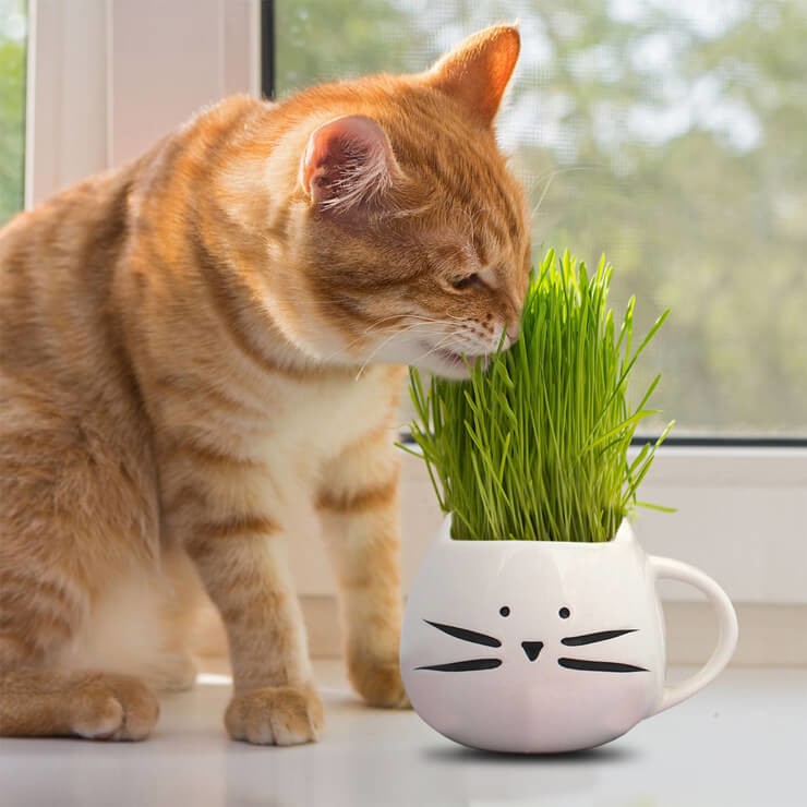 ginger cat eating grass