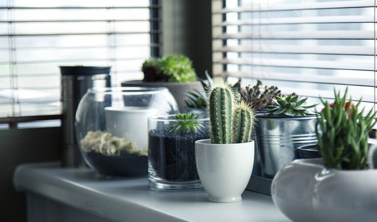green potted plants on window ledge