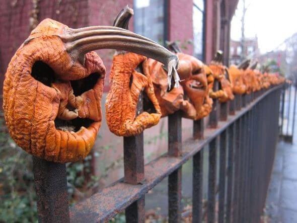 Row of orange, shrivelled pumpkins on a railing