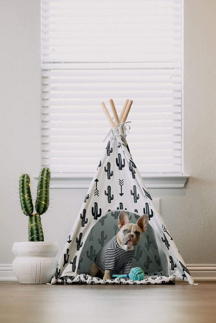 French bulldog sat in a tipi style dog bed